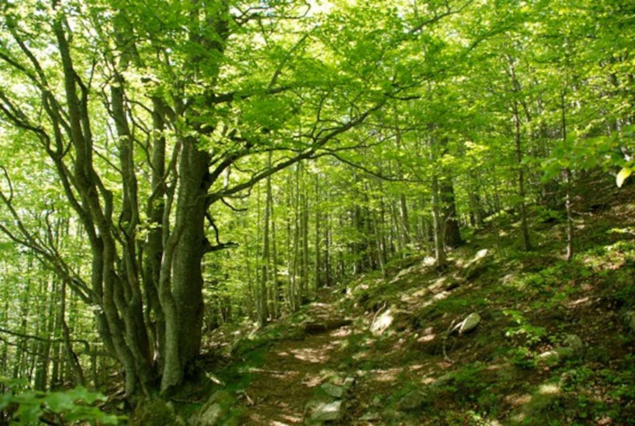Naturaleza Y Aire Puro En El Pirineo Oriental En Una Bonita Casa Rural De Piedra Prats-de-Mollo-la-Preste Εξωτερικό φωτογραφία