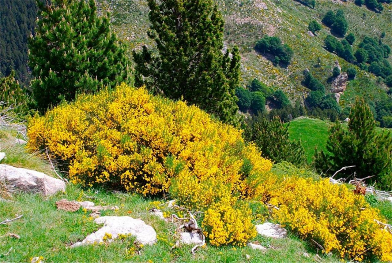 Naturaleza Y Aire Puro En El Pirineo Oriental En Una Bonita Casa Rural De Piedra Prats-de-Mollo-la-Preste Εξωτερικό φωτογραφία